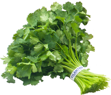 cilantro_i
