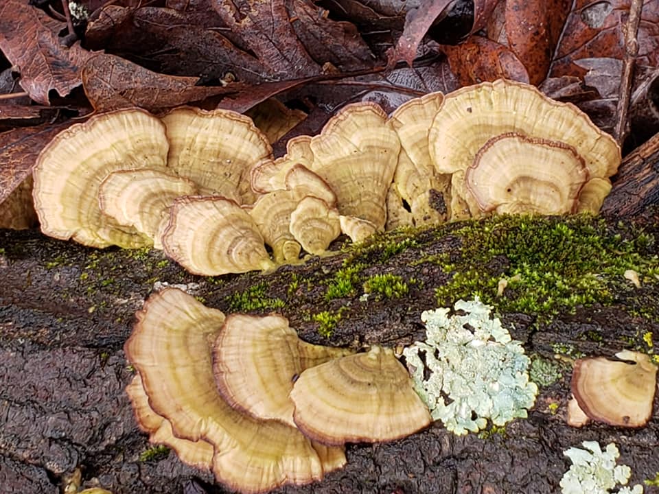 81993889_10221251601349039_3922053169932140544_n