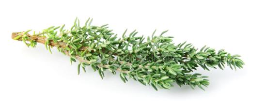 thyme-22571388